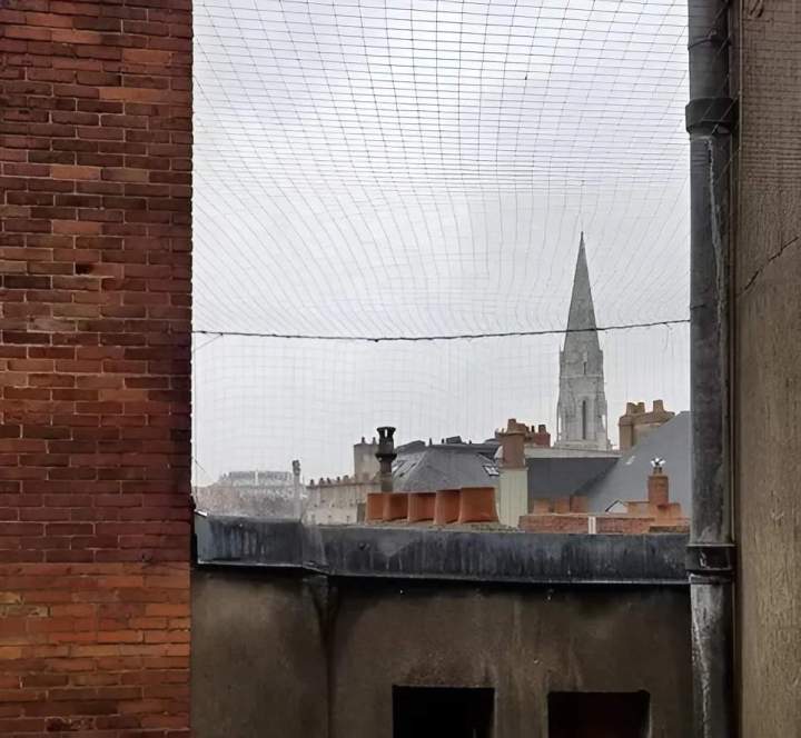 Pose d'anti pigeons Nantes